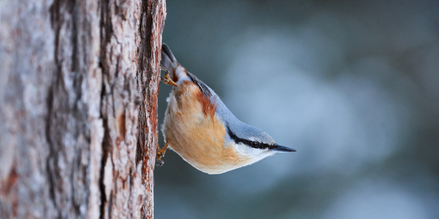 Sittelle torchepot en train de descendre d'un tronc d'arbre